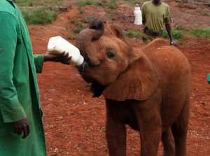 Elephant sanctuary