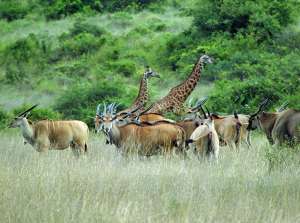 Nairobi safari