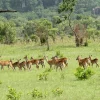 Christmas in Ghana - Image 3